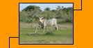 Photo of a Water Buffalo